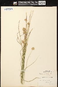 Carex scoparia var. scoparia image