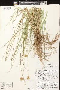 Carex scoparia var. scoparia image