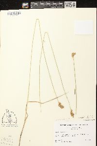 Carex scoparia var. scoparia image