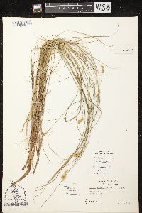 Carex scoparia var. scoparia image