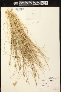 Carex scoparia var. scoparia image