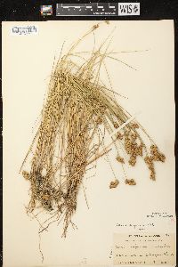 Carex scoparia var. scoparia image