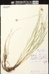 Carex scoparia var. scoparia image