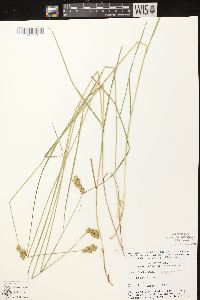 Carex scoparia var. scoparia image