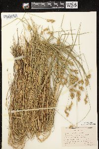 Carex scoparia var. scoparia image