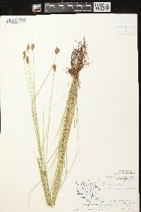 Carex scoparia var. scoparia image