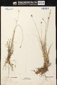 Carex scoparia var. scoparia image