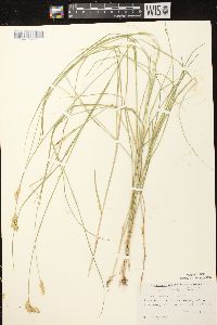 Carex scoparia var. scoparia image
