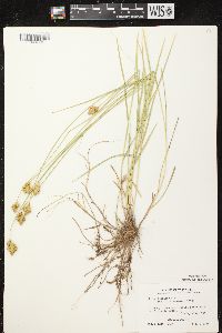 Carex scoparia var. scoparia image