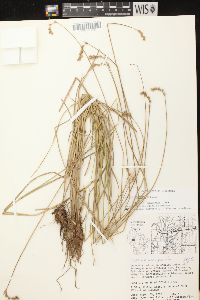 Carex scoparia var. scoparia image