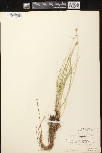 Carex scoparia var. scoparia image