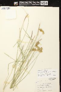 Carex scoparia var. scoparia image