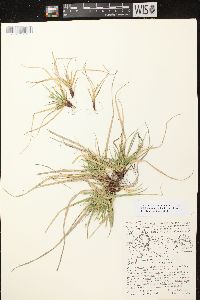 Carex tonsa image