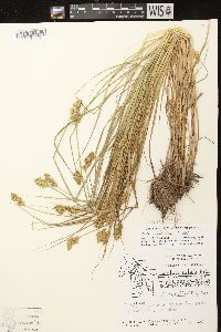 Carex scoparia var. scoparia image