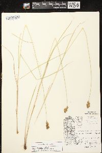 Carex scoparia var. scoparia image