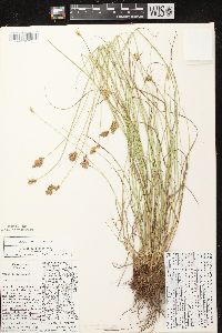 Carex scoparia var. scoparia image