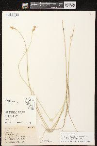 Carex scoparia var. scoparia image