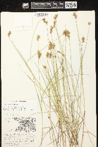 Carex scoparia var. scoparia image