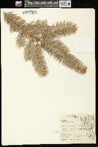 Abies balsamea image