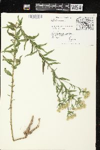 Eupatorium altissimum image