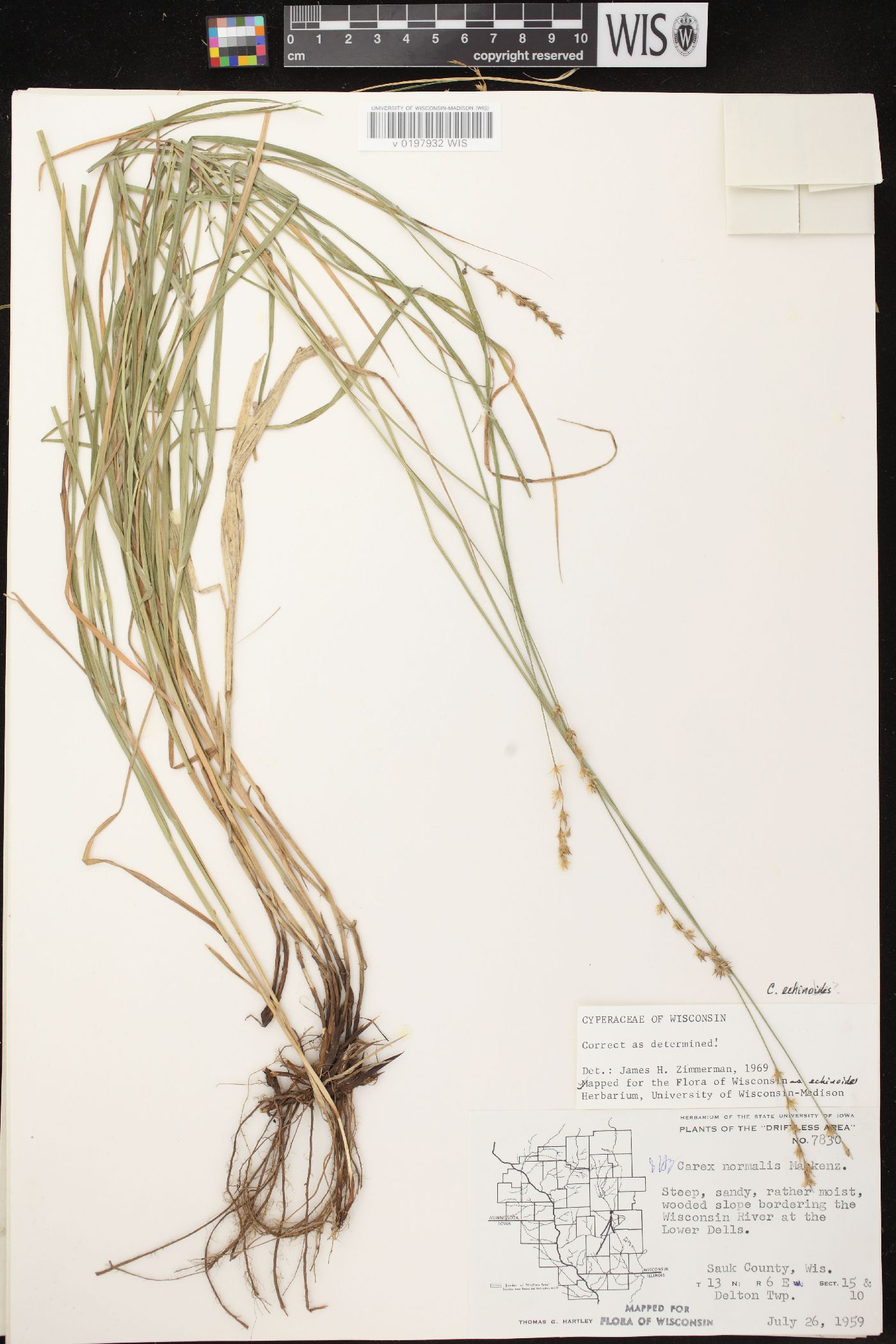 Carex echinodes image