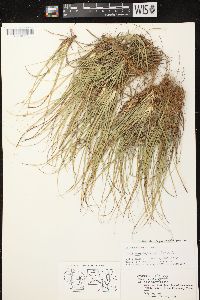 Carex tonsa var. tonsa image