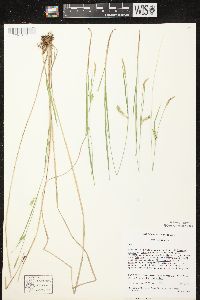 Carex tetanica image