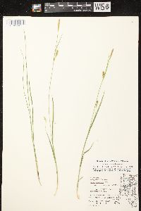 Carex tetanica image