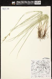 Carex tetanica image