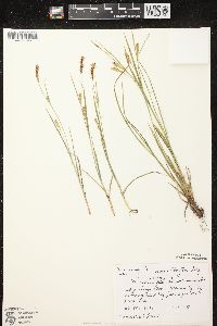 Carex tetanica image