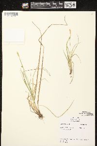 Carex tetanica image