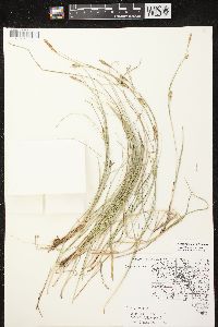 Carex tetanica image