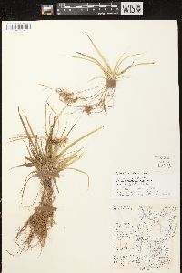 Carex tonsa image