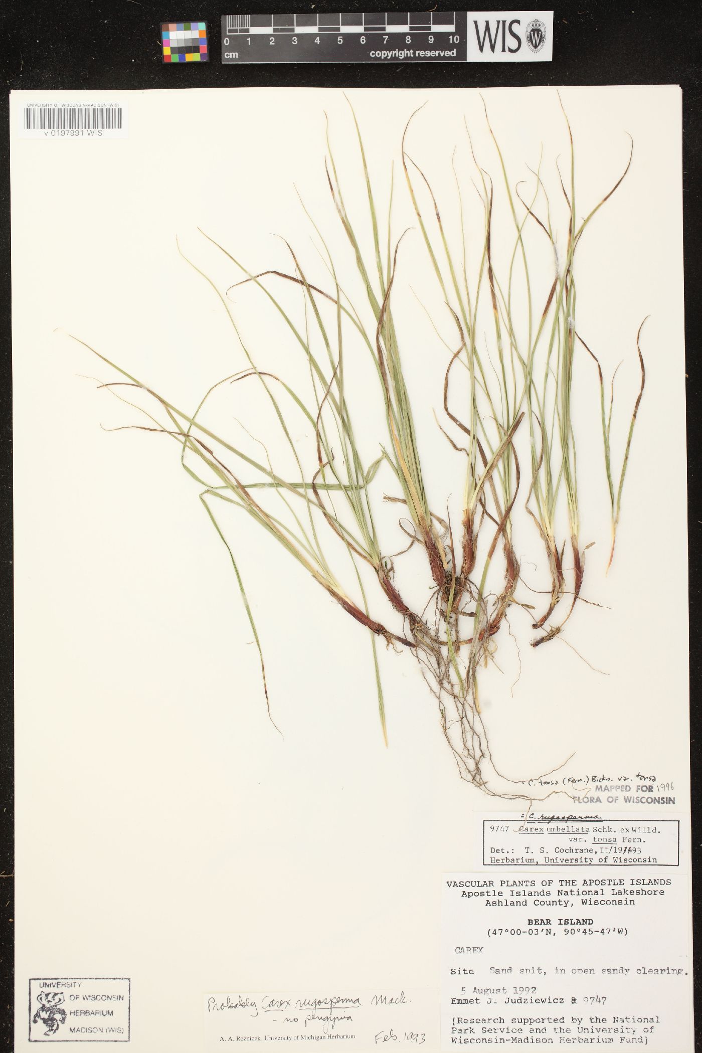 Carex tonsa var. tonsa image