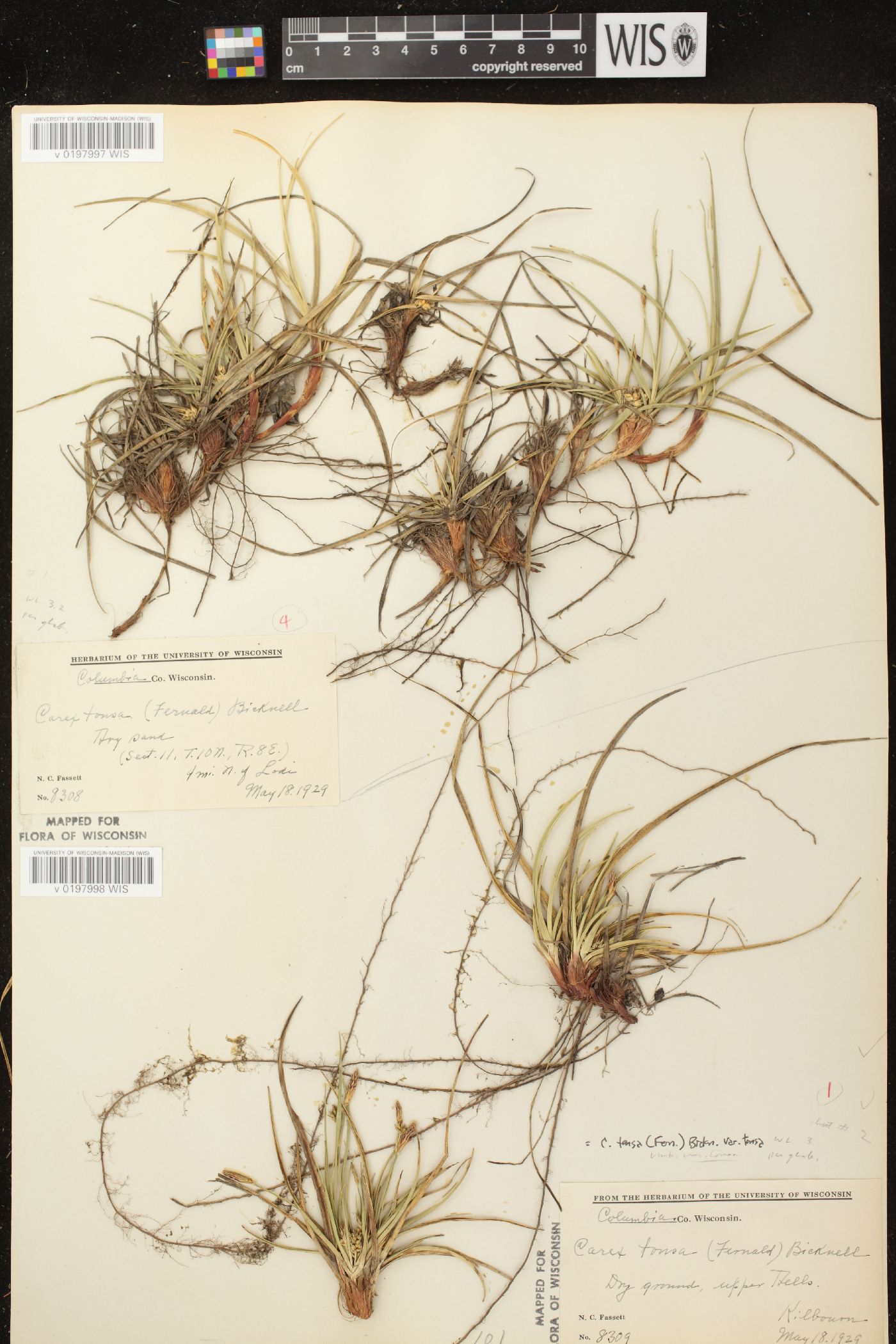 Carex tonsa var. tonsa image