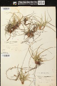 Carex tonsa image