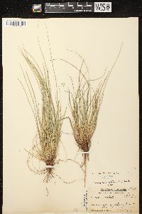 Carex tonsa var. tonsa image