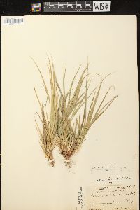 Carex tonsa var. tonsa image