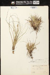 Carex tonsa image