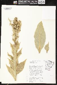 Verbascum phlomoides image