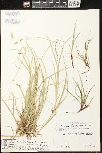 Carex pedunculata image