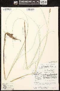 Carex lasiocarpa image