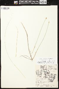 Carex chordorrhiza image