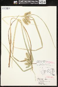 Carex comosa image