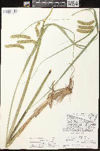 Carex comosa image