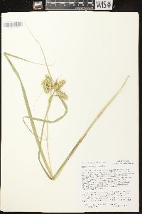 Carex comosa image