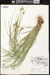 Carex crawfordii image