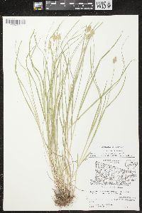 Carex crawfordii image