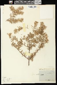 Abies balsamea image