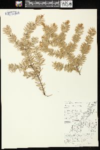 Abies balsamea image